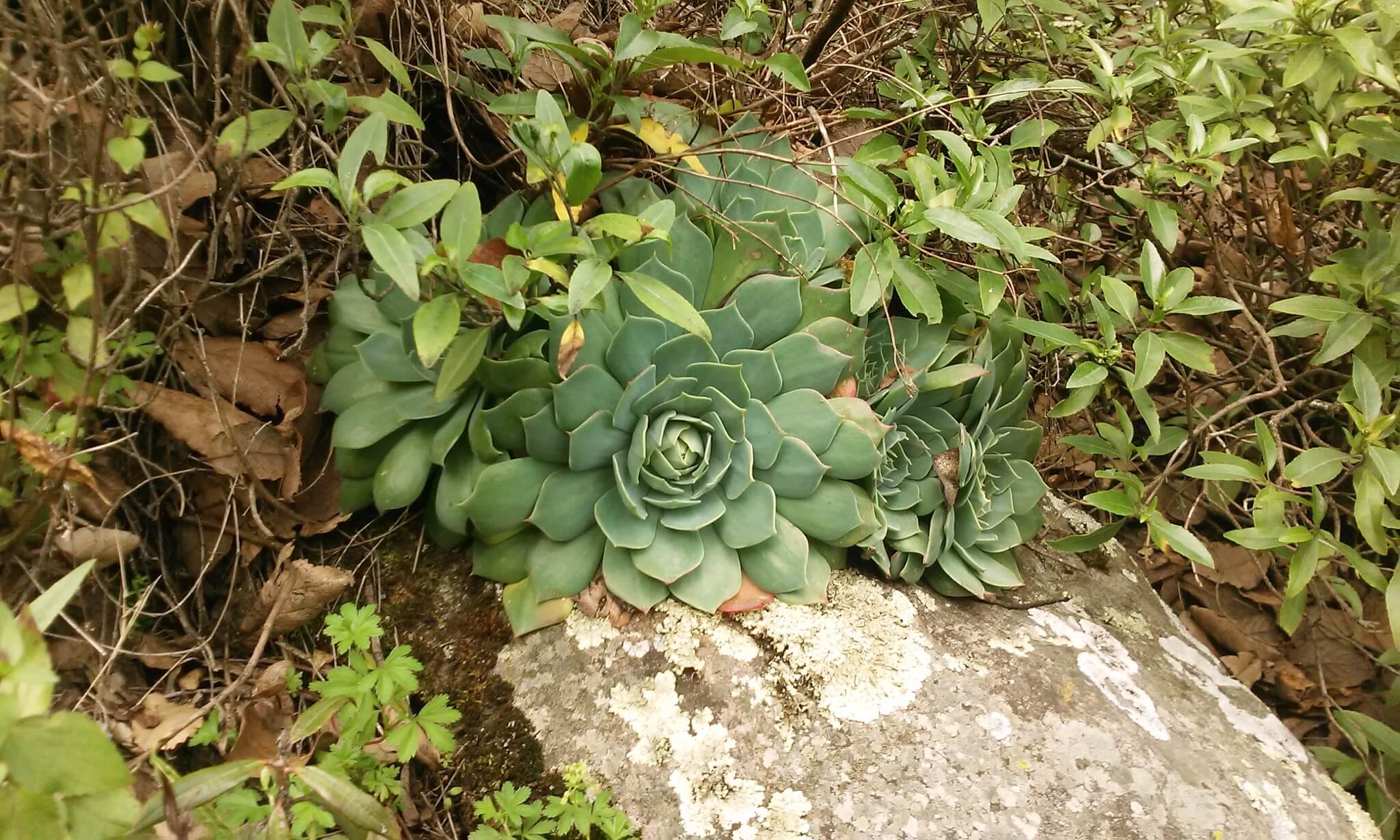Echeveria setosa var. oteroi